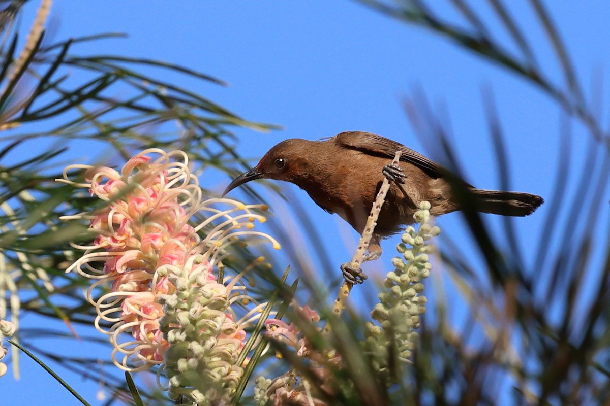 Dusky Myzomela - ML623871782