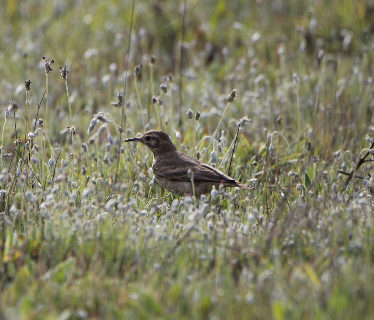 patagoniatunnelfugl - ML623871792