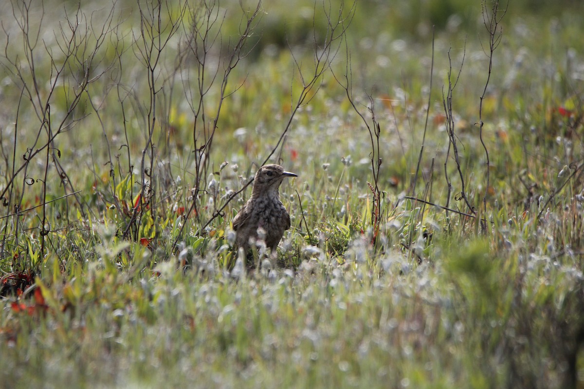 patagoniatunnelfugl - ML623871793