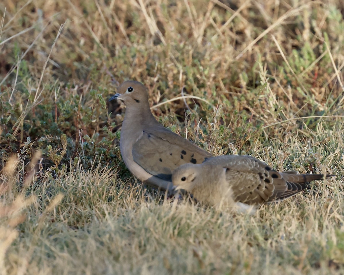 Mourning Dove - ML623871796