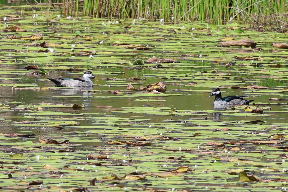 Green Pygmy-Goose - ML623871802