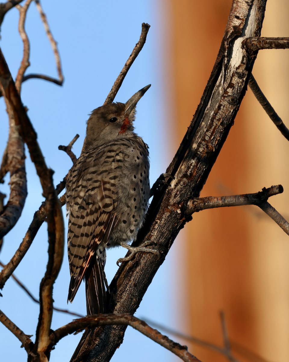 Northern Flicker (Red-shafted) - ML623871811