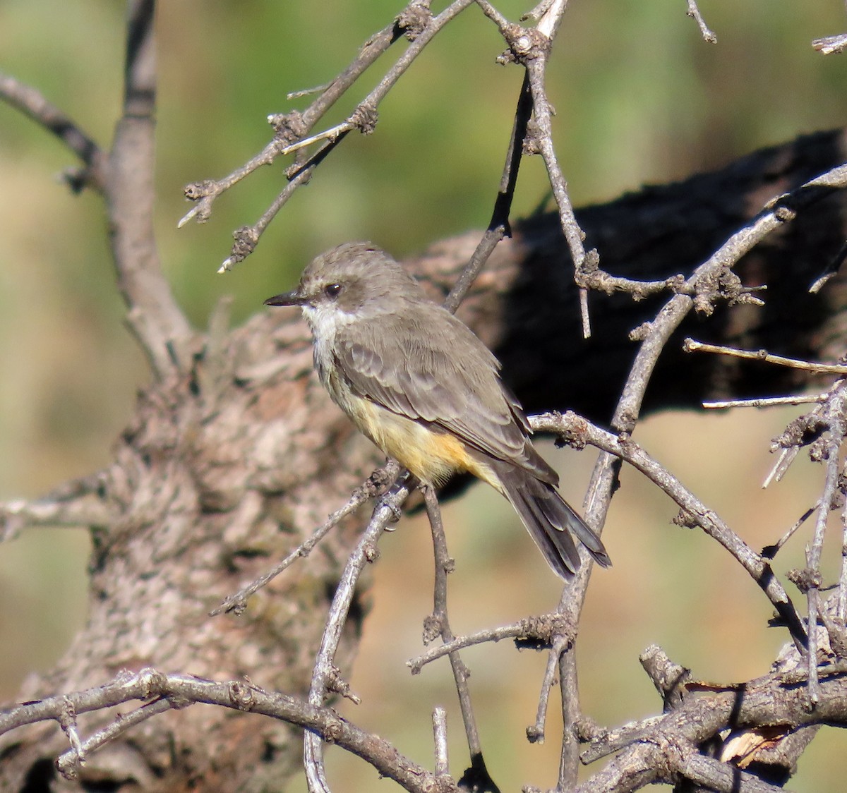 Mosquero Cardenal - ML623871814