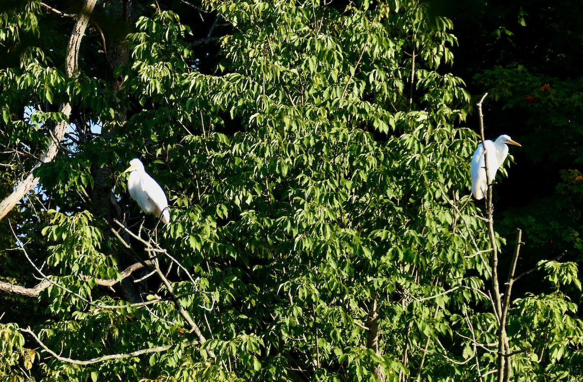 Great Egret - L. Scott Milne