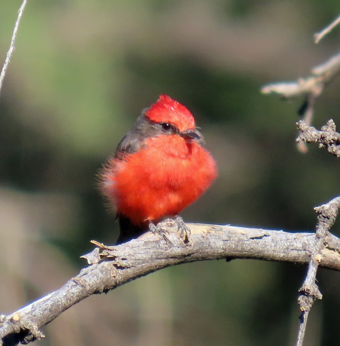 Vermilion Flycatcher - JoAnn Potter Riggle 🦤