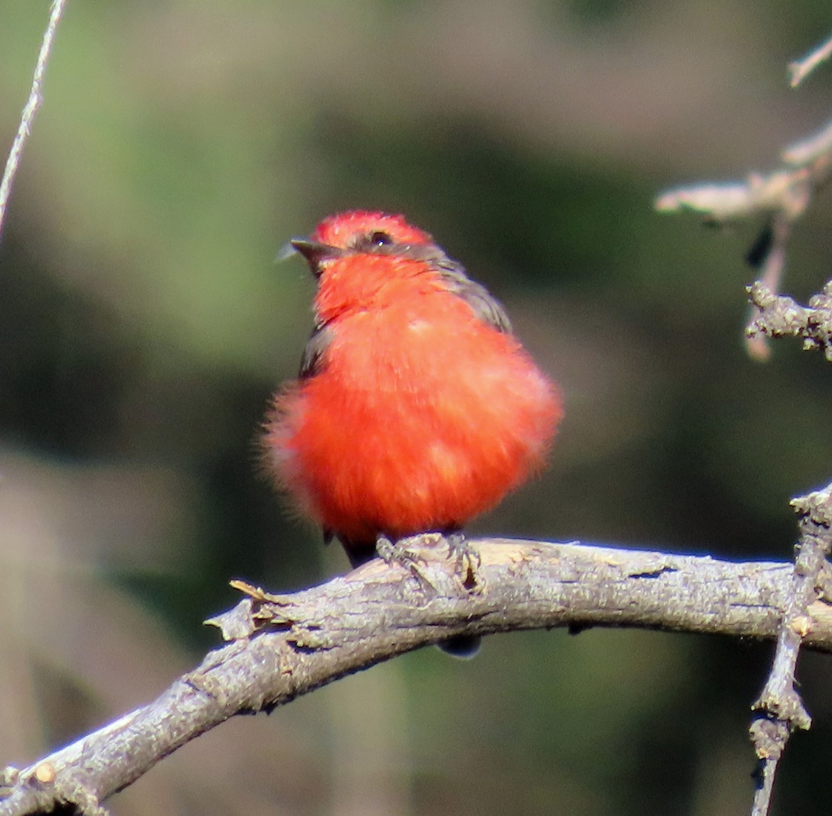 Mosquero Cardenal - ML623871820