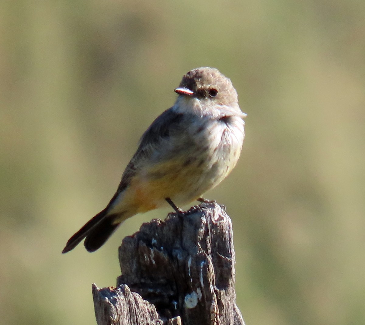 Mosquero Cardenal - ML623871822