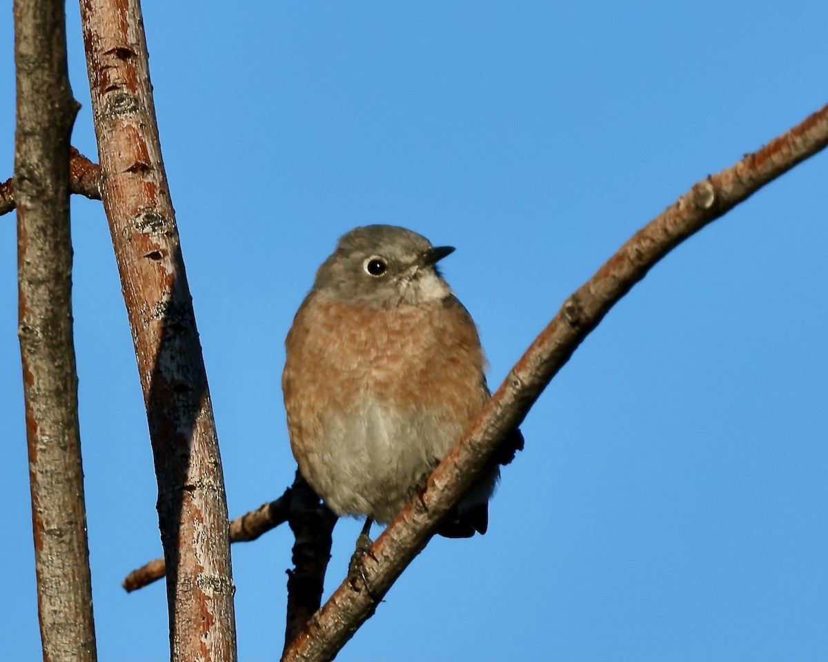 Western Bluebird - ML623871823