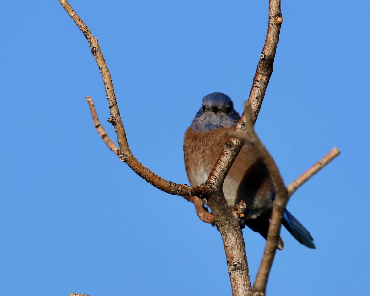 Western Bluebird - ML623871824