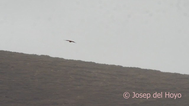 Eurasian Kestrel (Canary Is.) - ML623871825