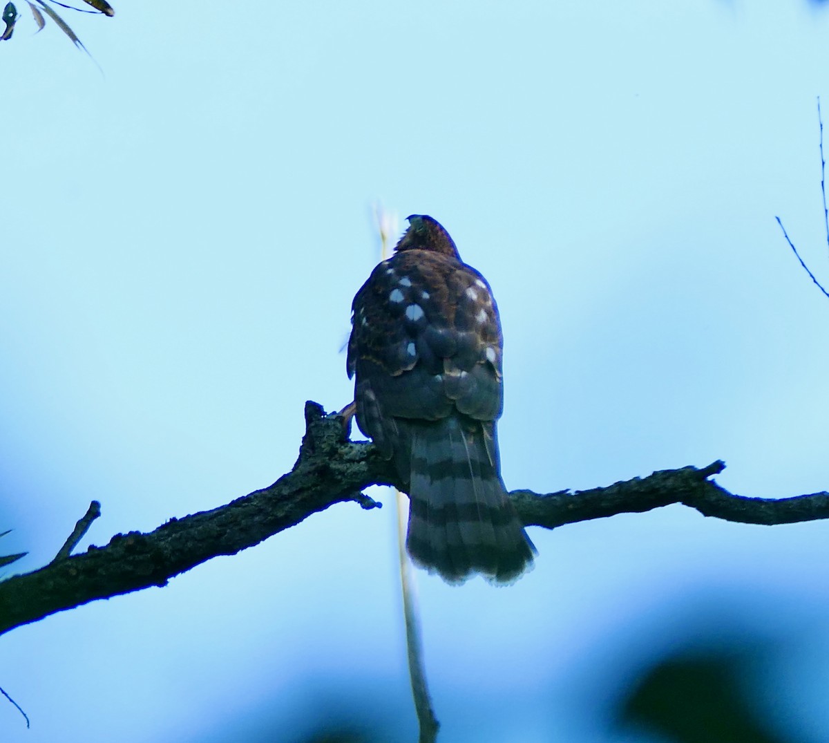 Cooper's Hawk - L. Scott Milne