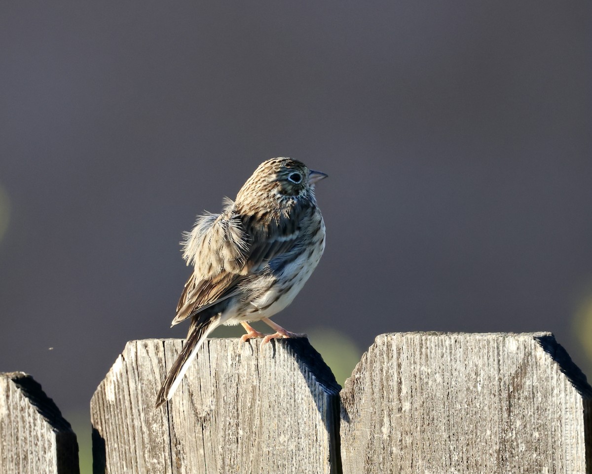 Vesper Sparrow - Doug Cooper