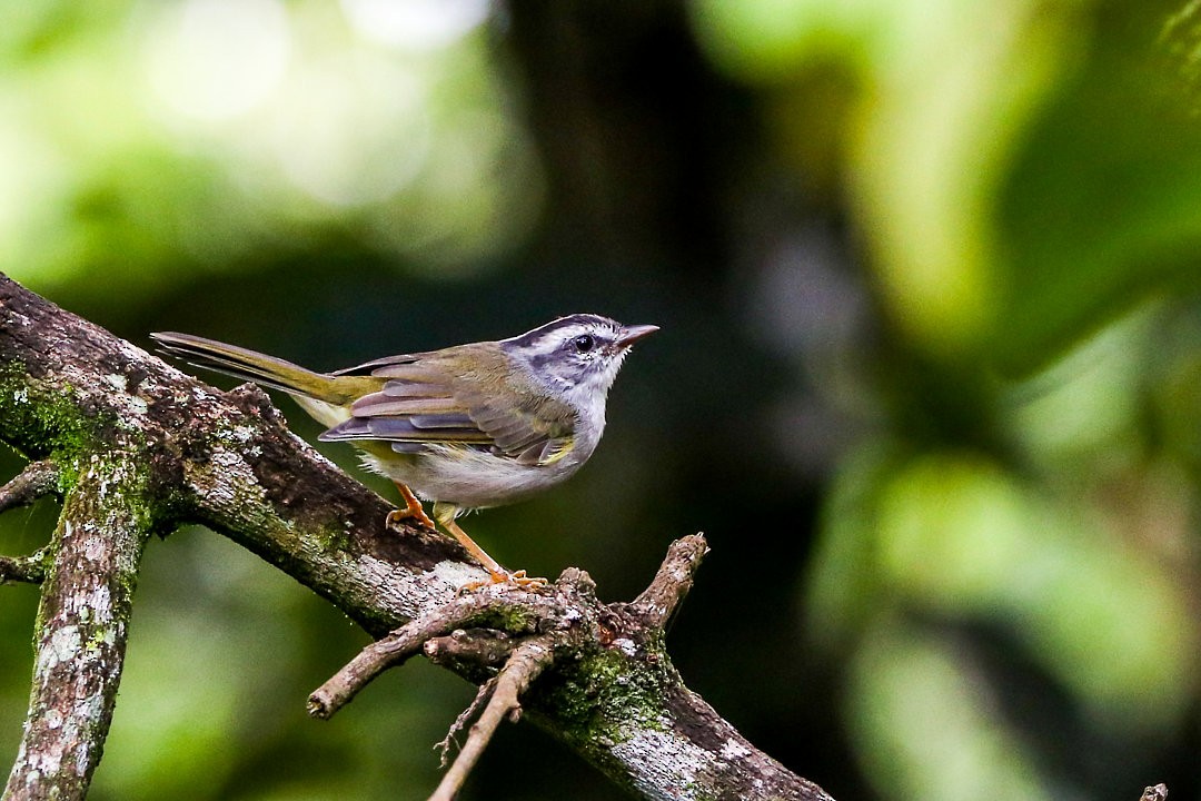 Golden-crowned Warbler - Gustavo Dallaqua