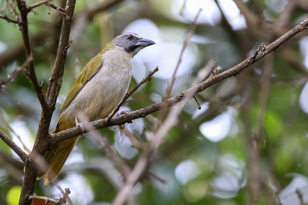 Buff-throated Saltator - ML623871852