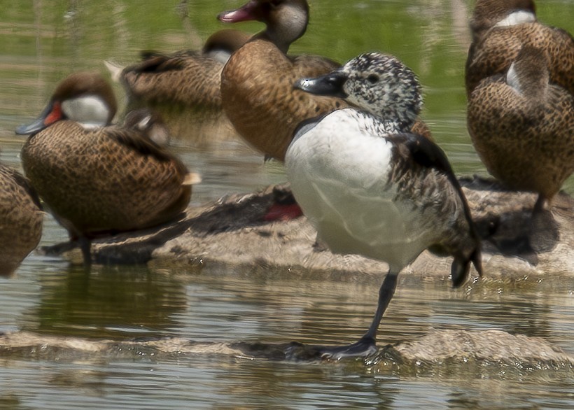 Canard sylvicole - ML623871855