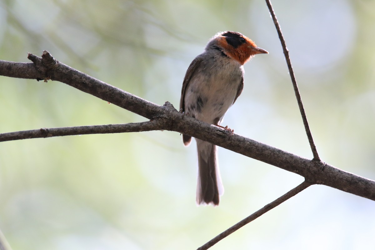 Red-faced Warbler - ML623871858