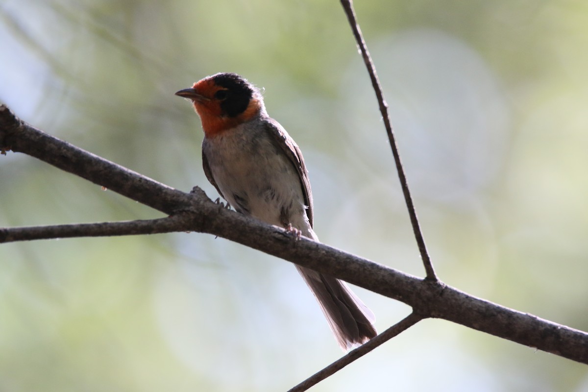 Red-faced Warbler - Brad Carlson