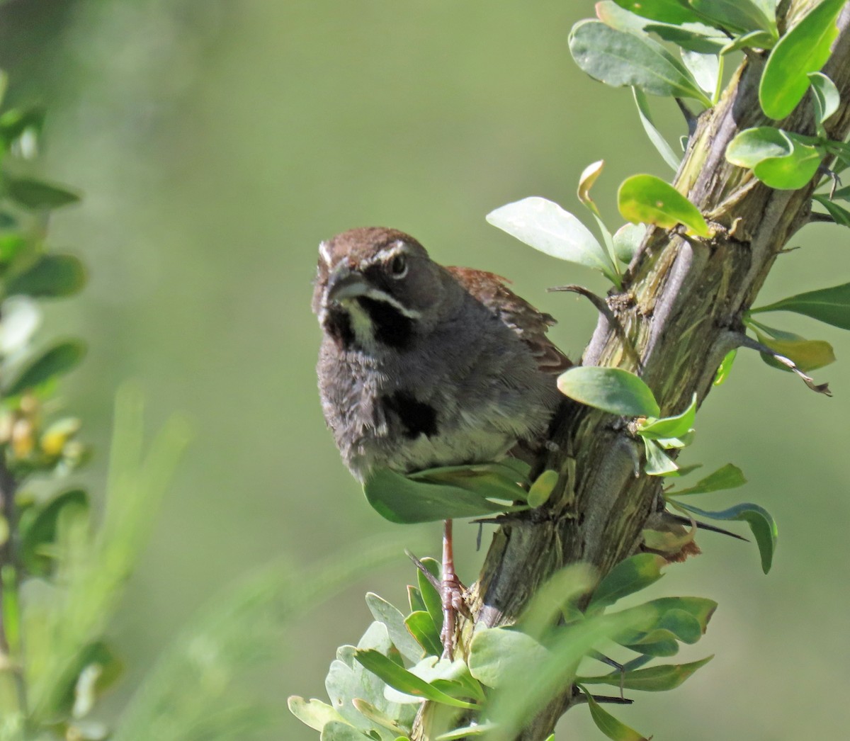 Five-striped Sparrow - JoAnn Potter Riggle 🦤