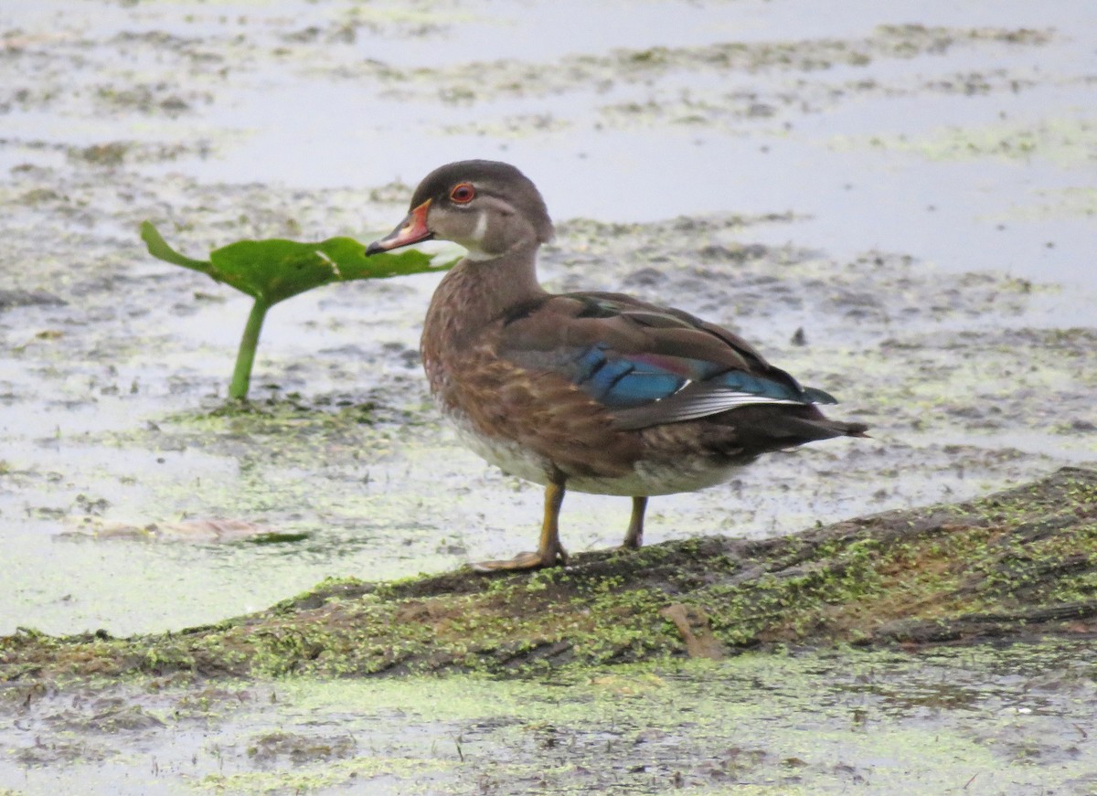 Wood Duck - ML623871886