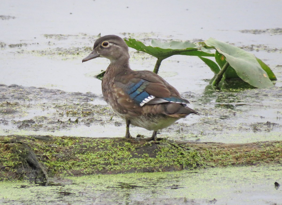 Wood Duck - ML623871887