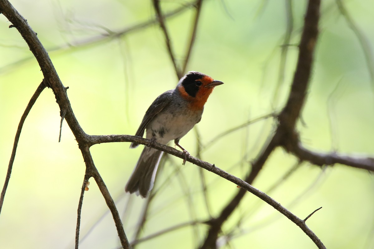 Red-faced Warbler - ML623871890