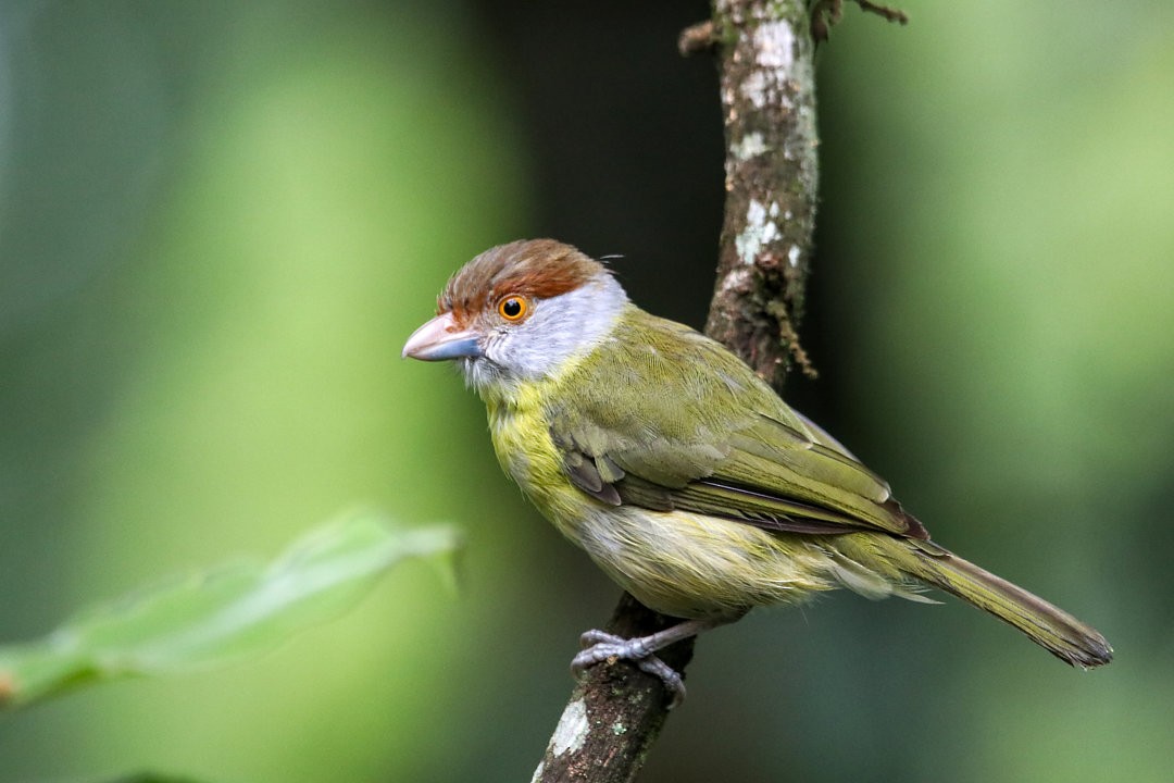 Rufous-browed Peppershrike - ML623871898