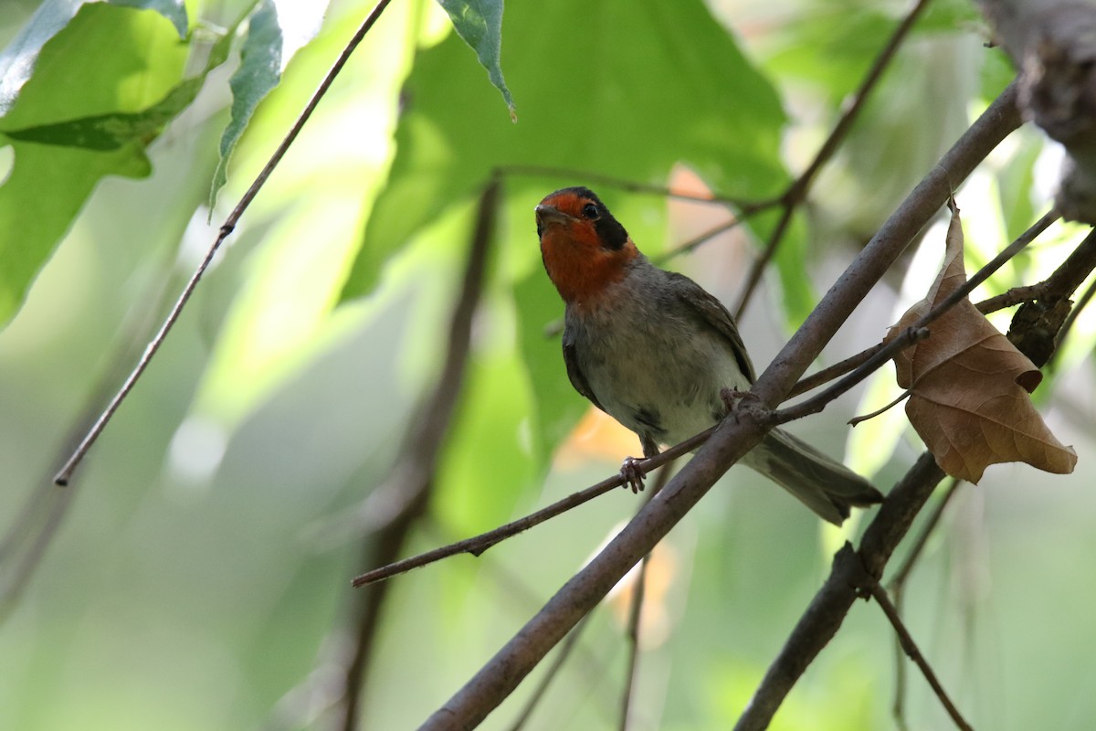 Red-faced Warbler - ML623871903