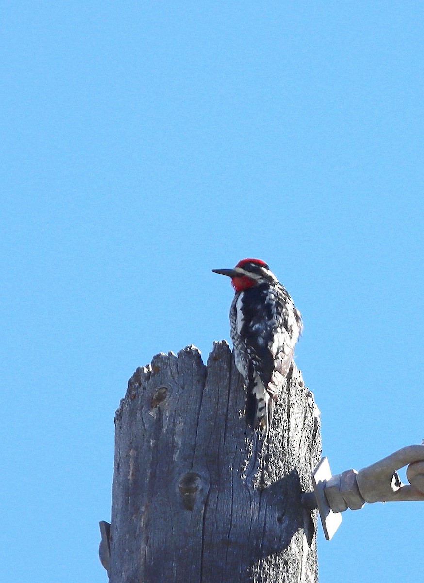 Red-naped Sapsucker - ML623871919