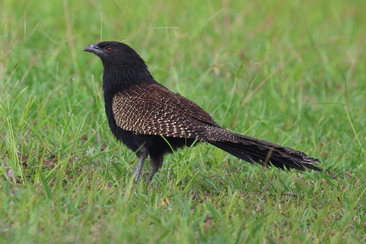 Pheasant Coucal - ML623871921