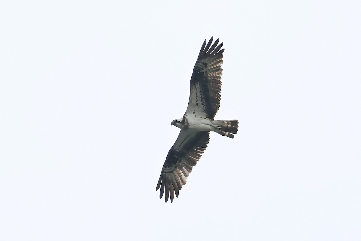 Balbuzard pêcheur (haliaetus) - ML623871930