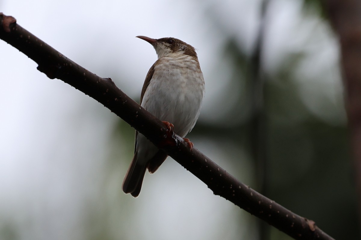 Brown-backed Honeyeater - ML623871939