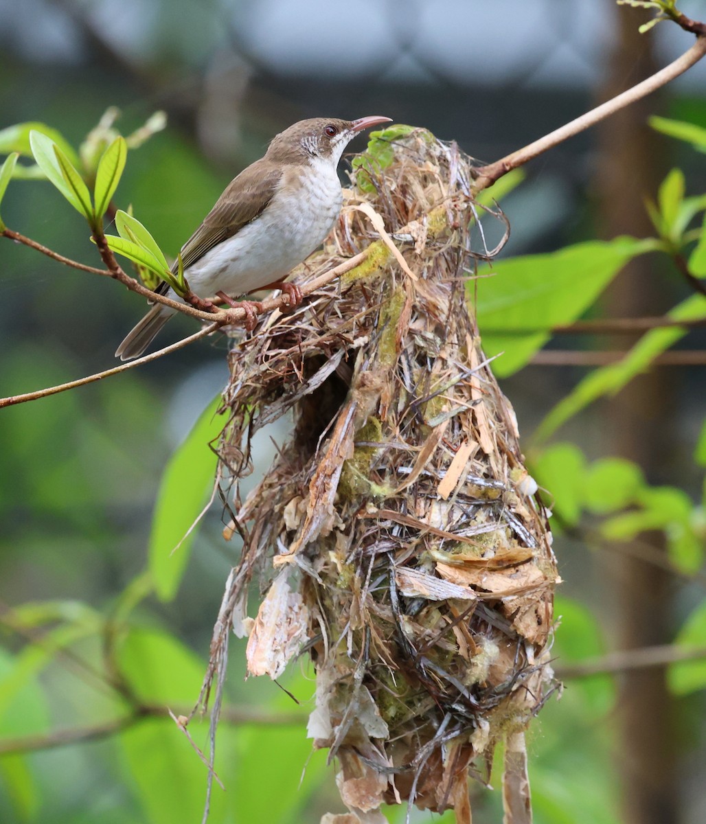 Brown-backed Honeyeater - ML623871940