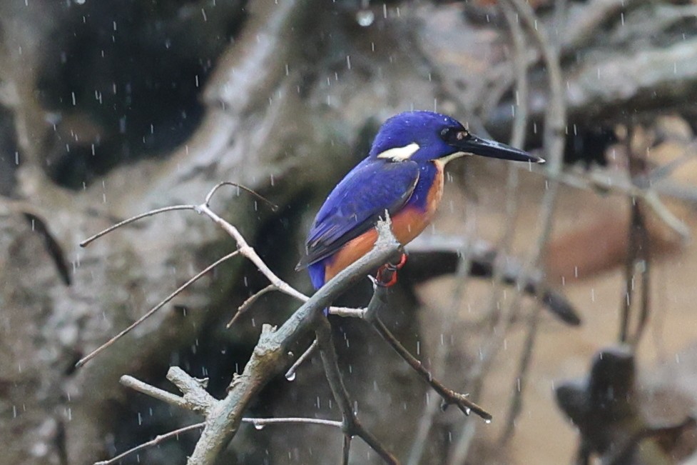 Azure Kingfisher - ML623871942