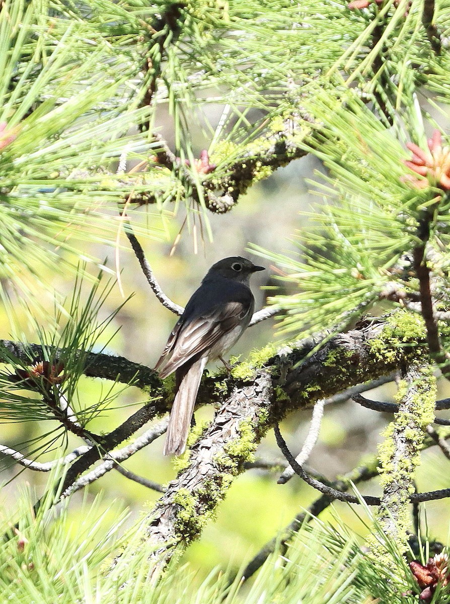 Townsend's Solitaire - ML623871943