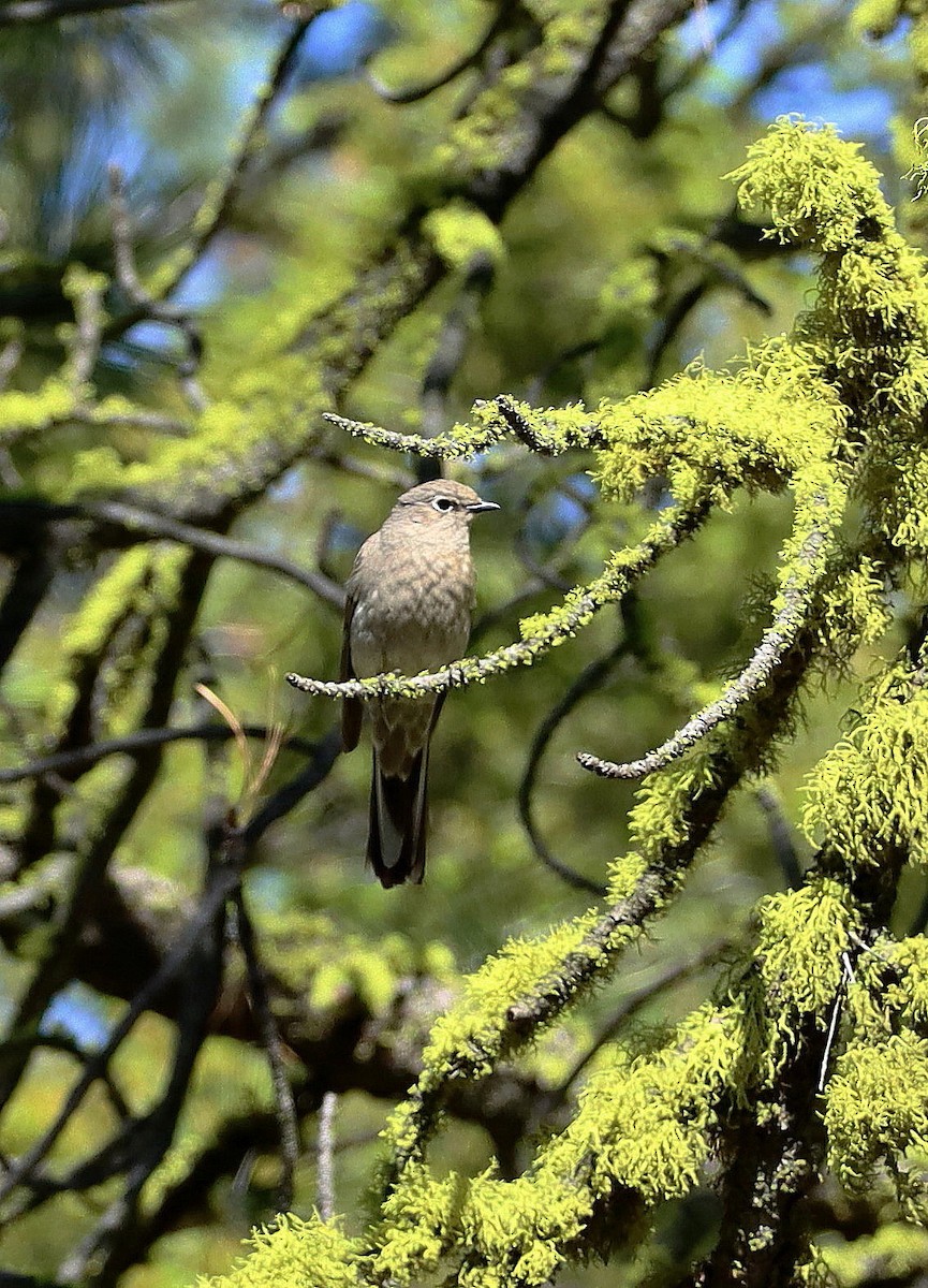 Townsend's Solitaire - ML623871950