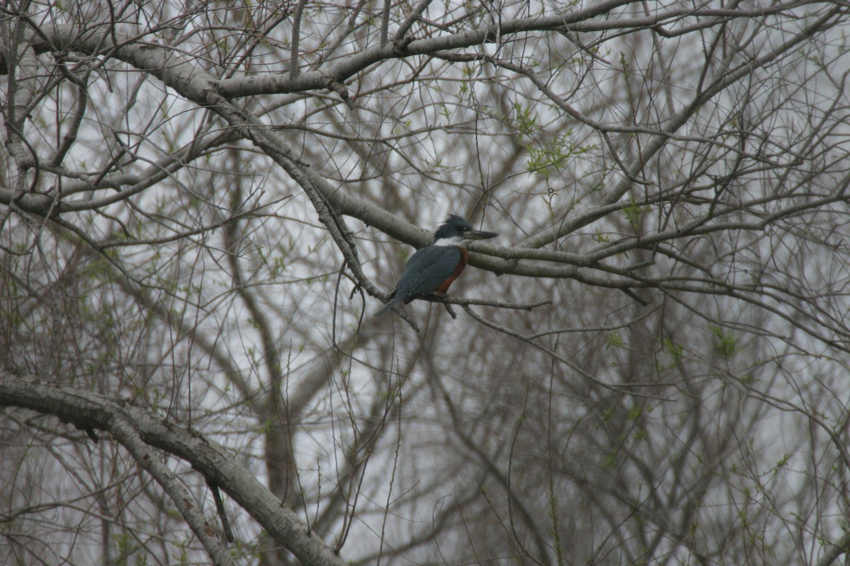 Ringed Kingfisher - ML623871961