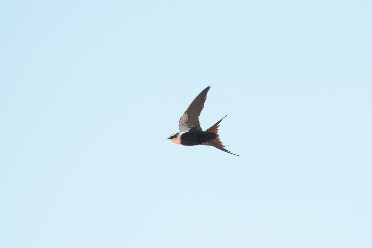 White-backed Swallow - ML623871964