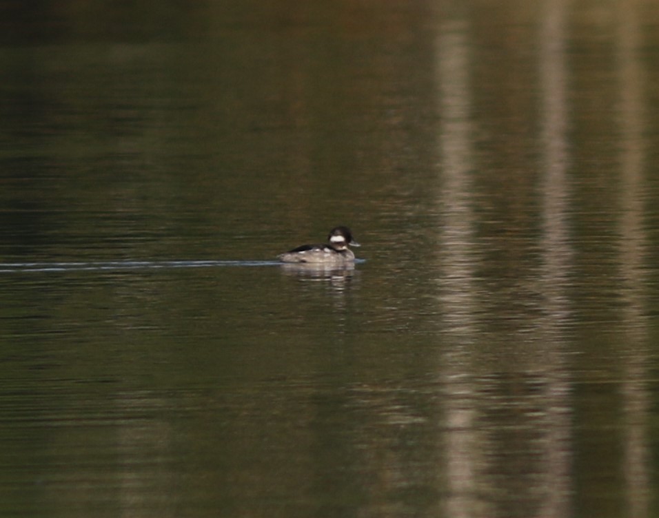 Bufflehead - ML623871979