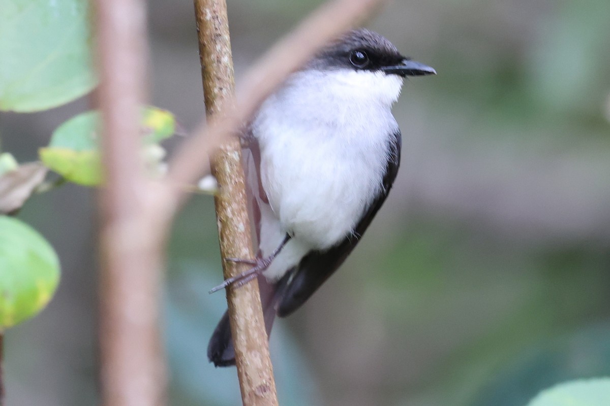 Mangrove Robin - ML623871980