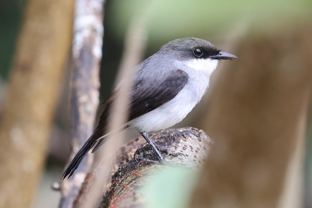 Mangrove Robin - Chris Chapman