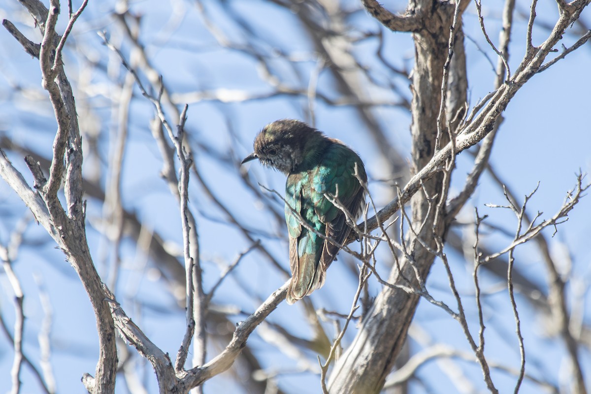 Shining Bronze-Cuckoo - ML623871989