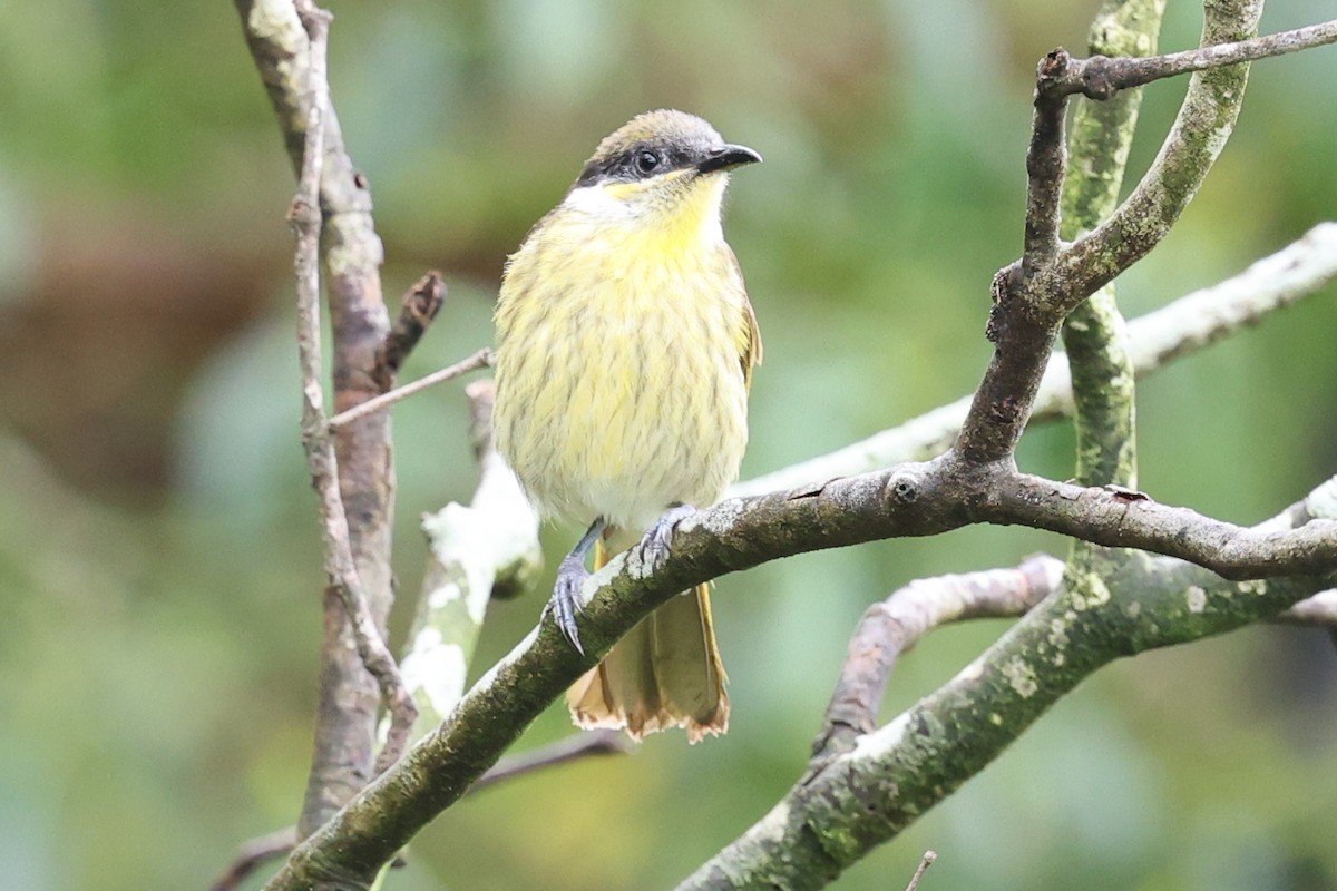 Varied Honeyeater - ML623871995