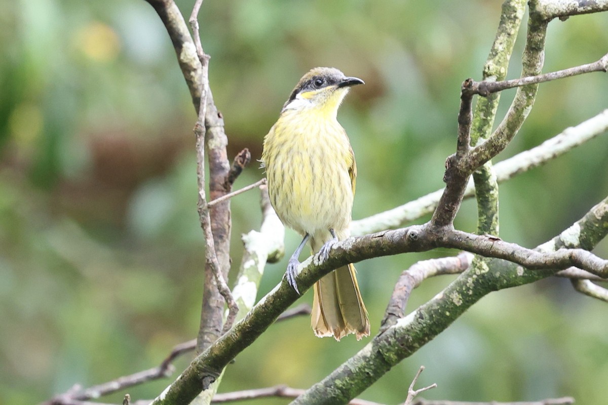 Varied Honeyeater - ML623871996