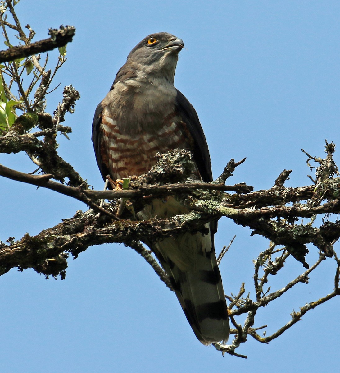 African Cuckoo-Hawk - ML623872003