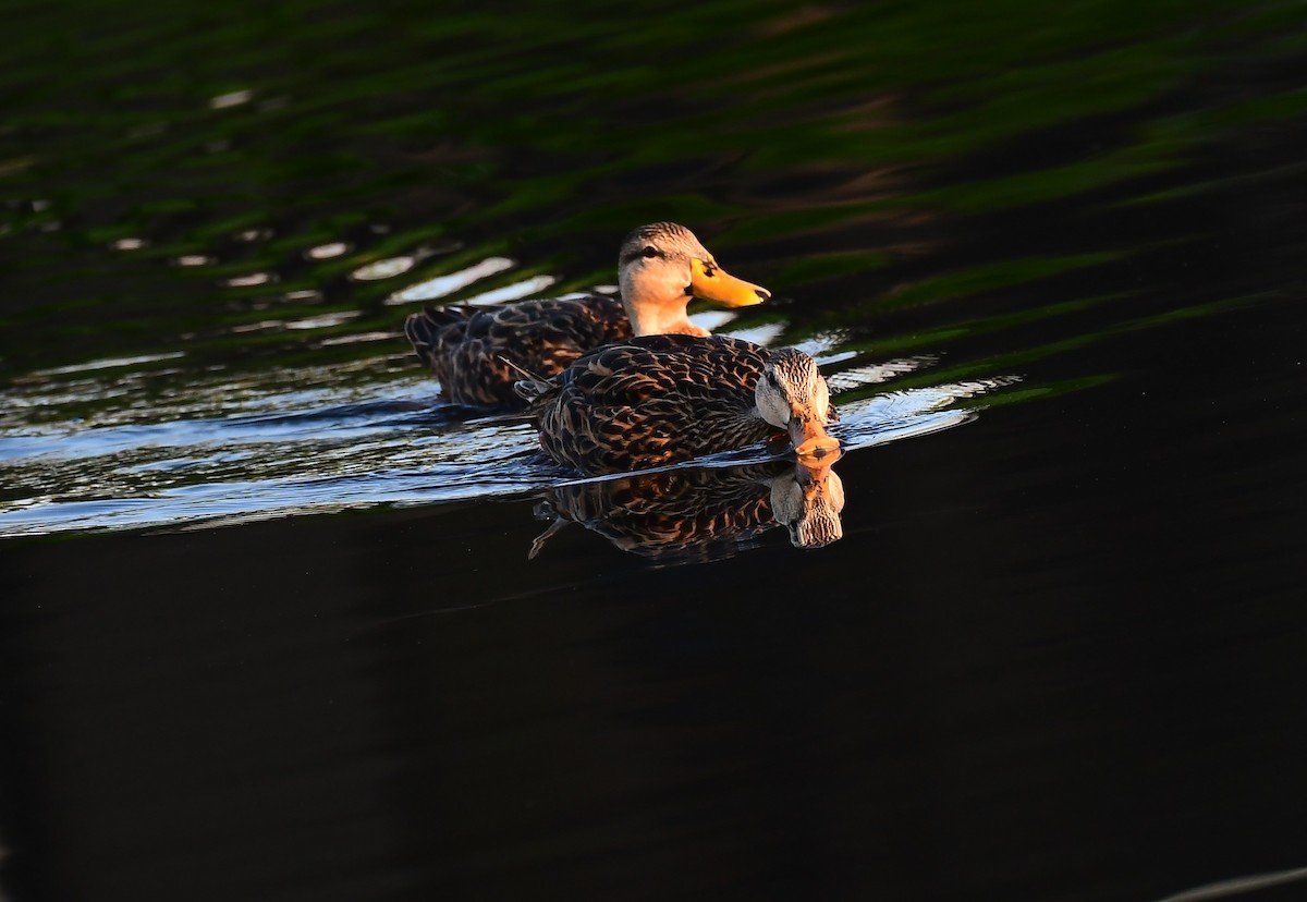 Mottled Duck - ML623872004