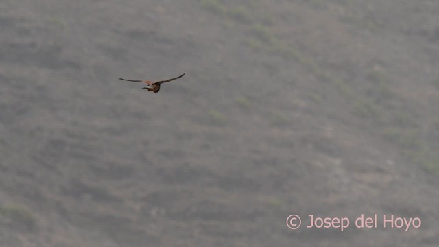Eurasian Kestrel (Canary Is.) - ML623872007