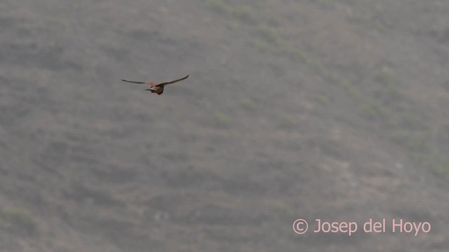 Turmfalke (canariensis/dacotiae) - ML623872007