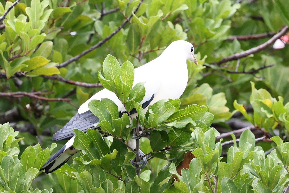 Torresian Imperial-Pigeon - ML623872039