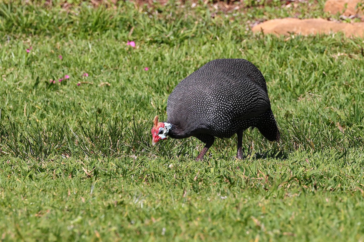 Helmeted Guineafowl - ML623872058