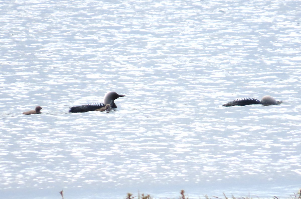 Pacific Loon - ML623872069